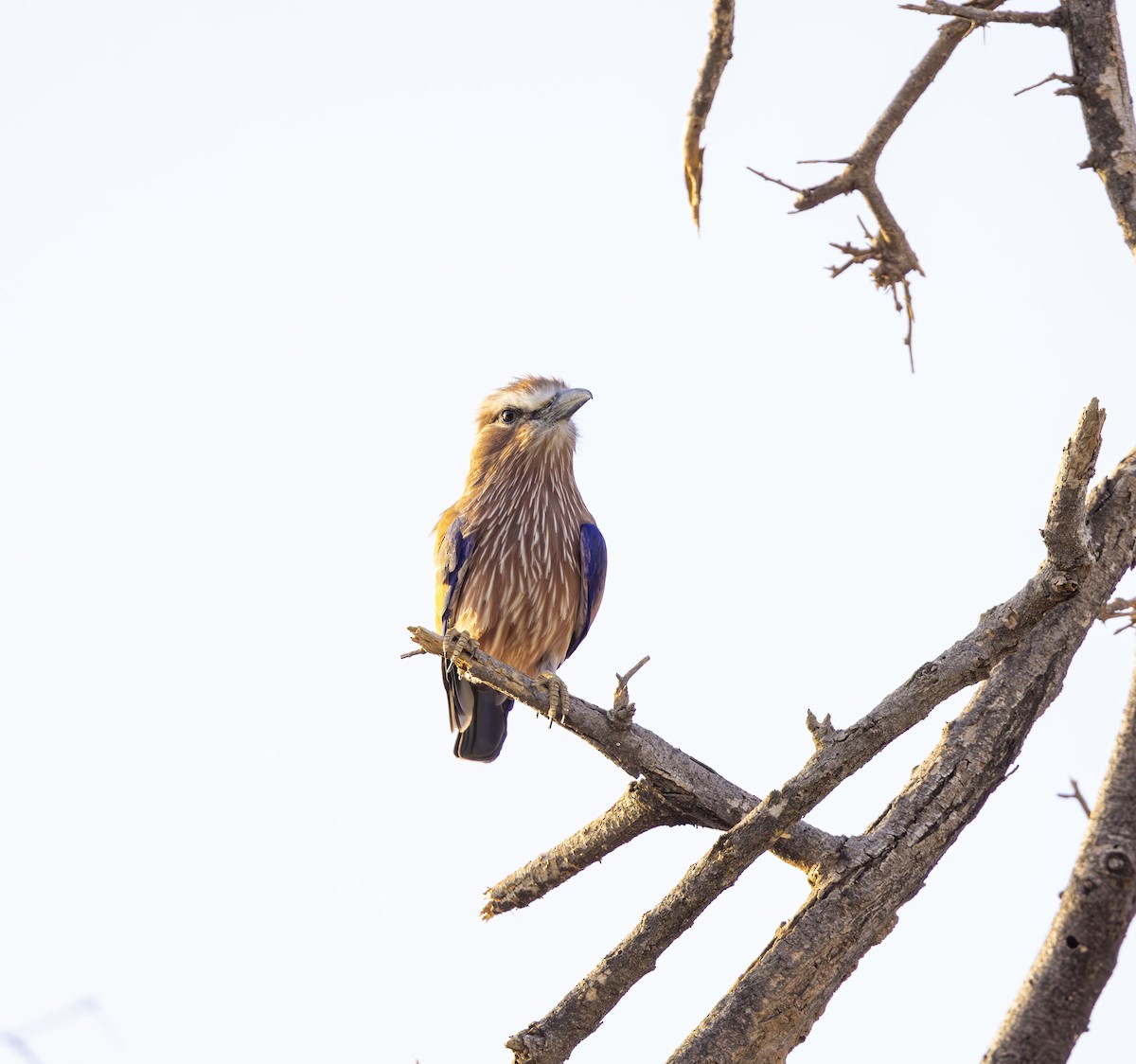Purple Roller - ML624444826