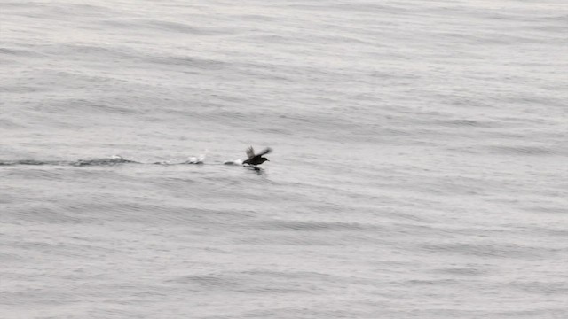 灰水薙鳥 - ML624444834