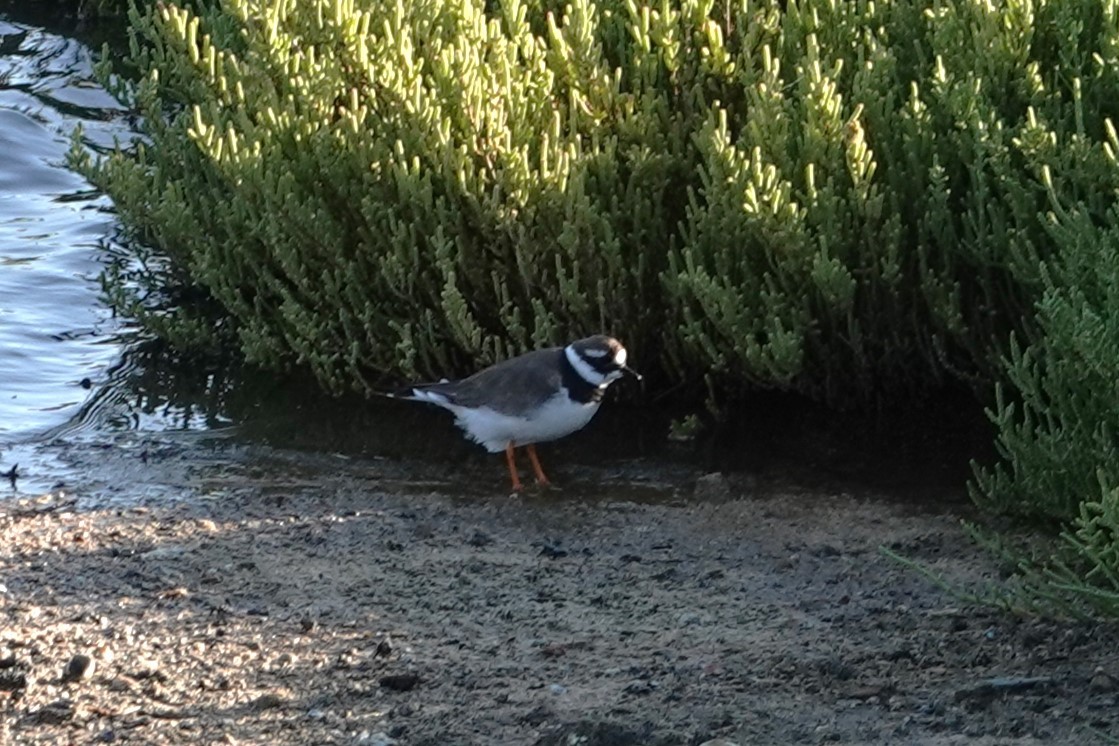 Common Ringed Plover - ML624444848