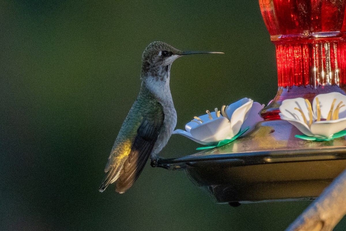 Black-chinned Hummingbird - ML624444987