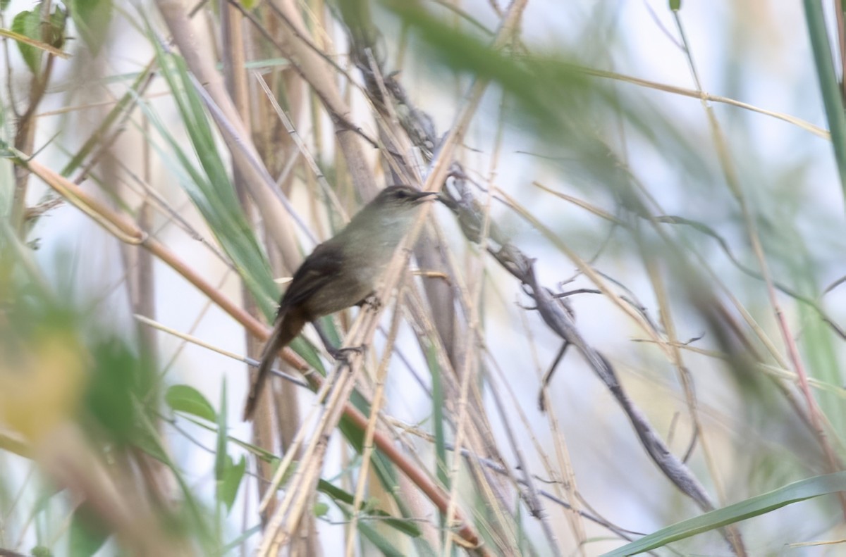 Little Rush Warbler - ML624445065