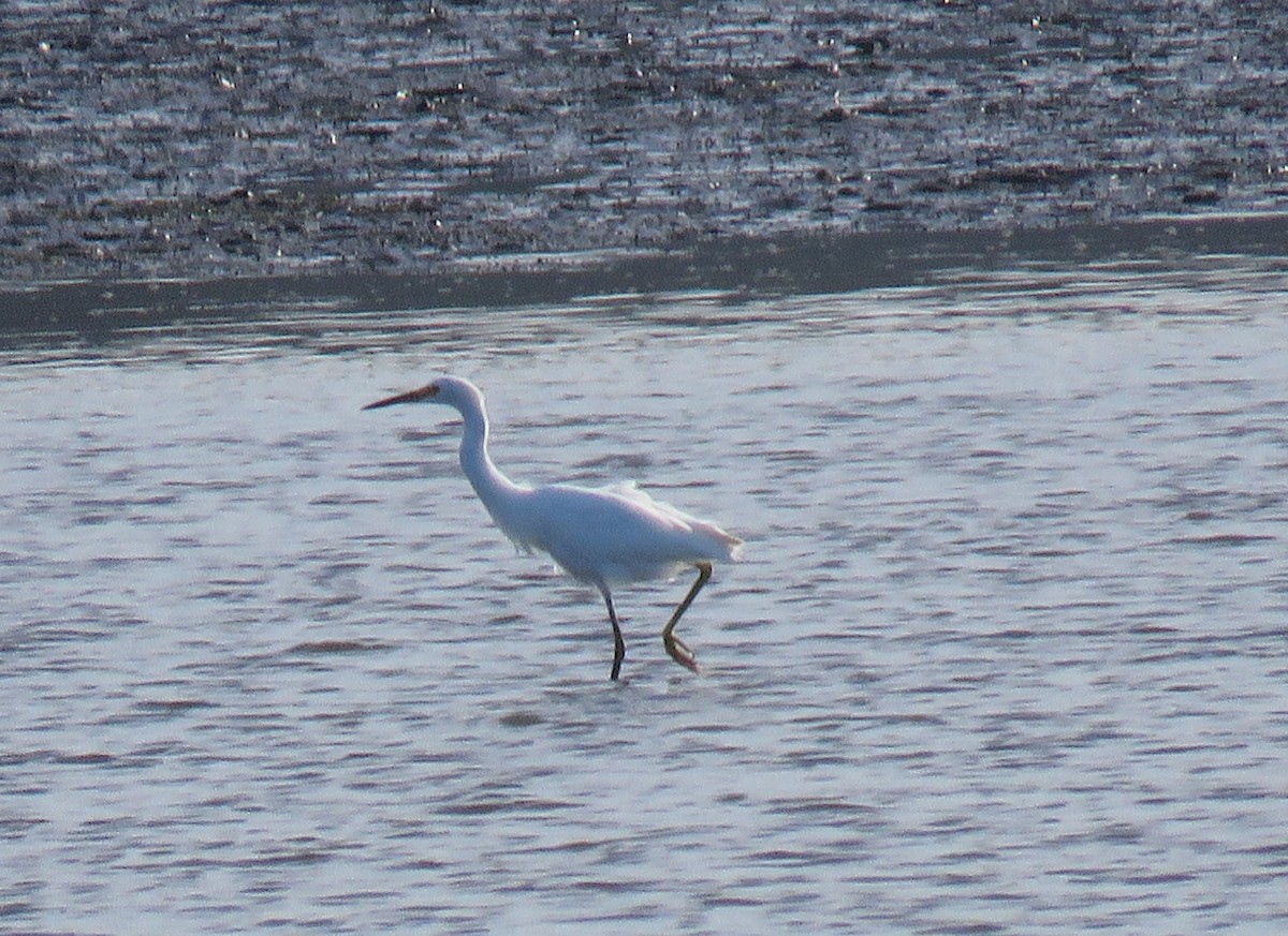 Snowy Egret - ML624445066