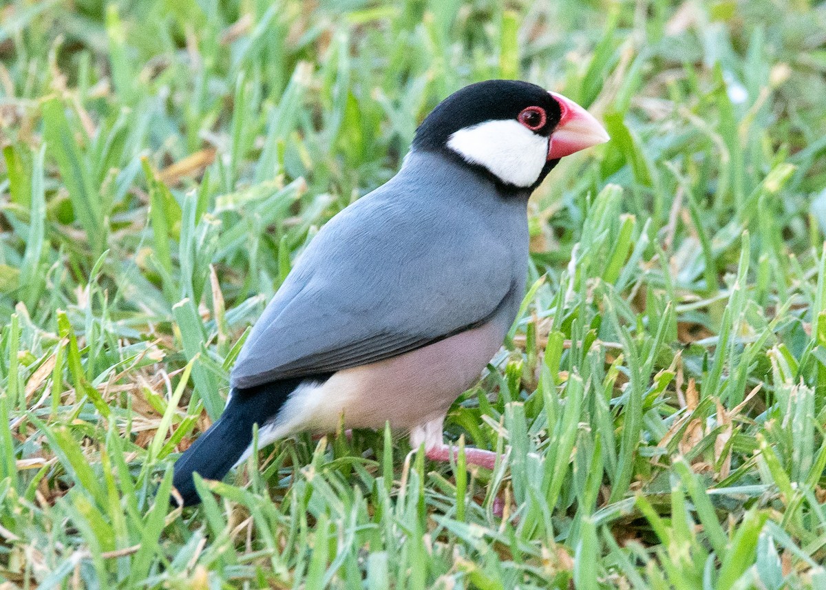 Java Sparrow - ML624445110