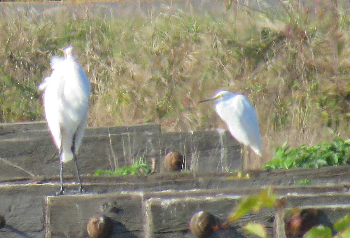 Snowy Egret - ML624445119