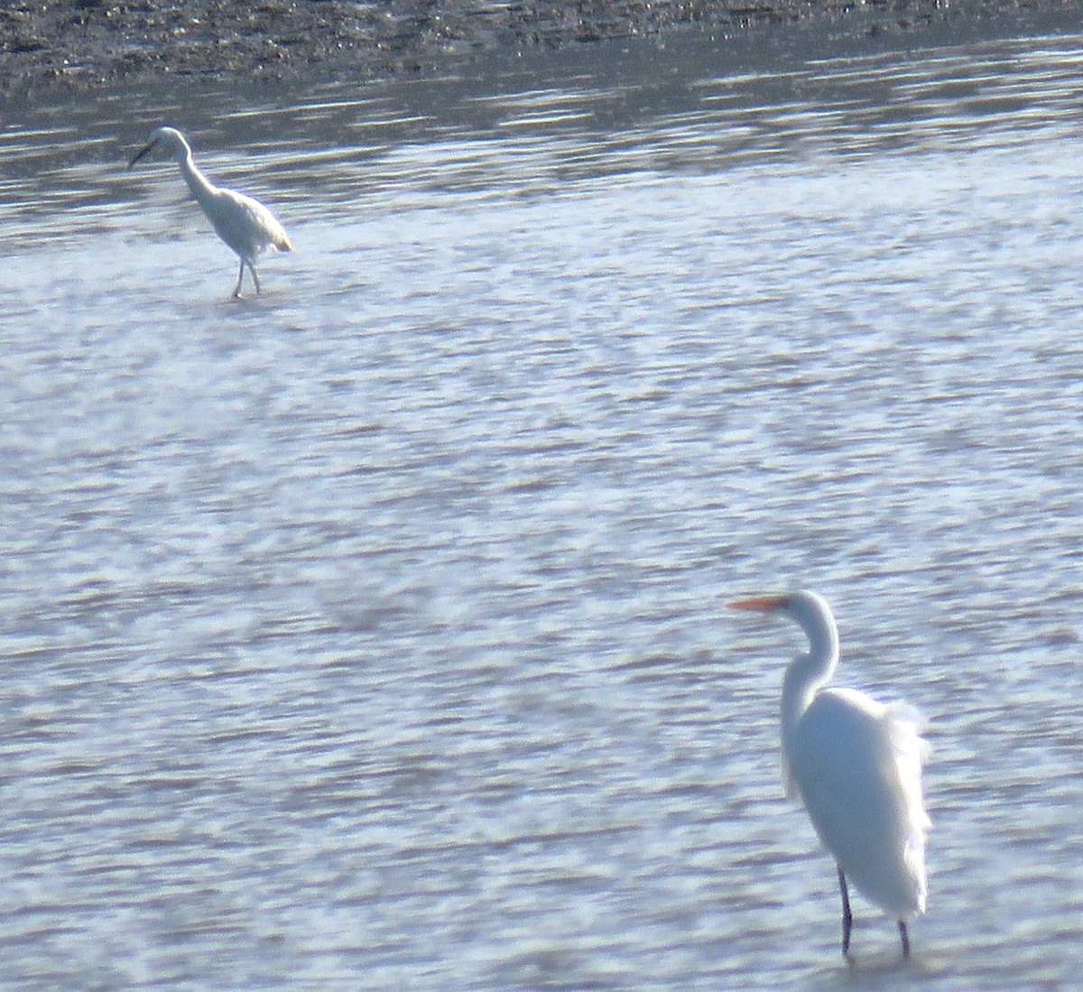 Snowy Egret - ML624445142