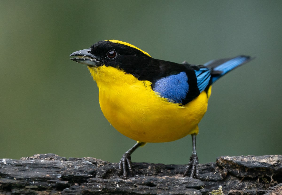 Blue-winged Mountain Tanager - ML624445174