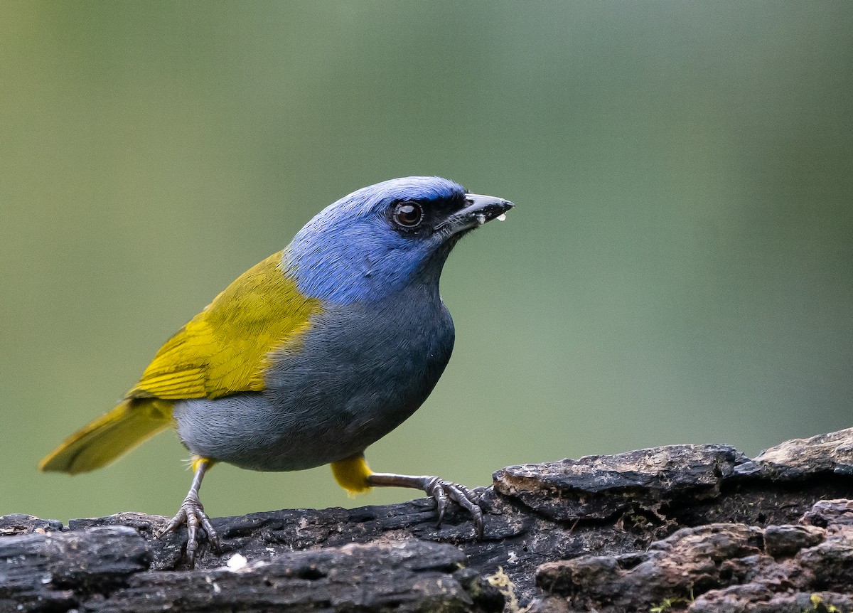 Blue-capped Tanager - ML624445209