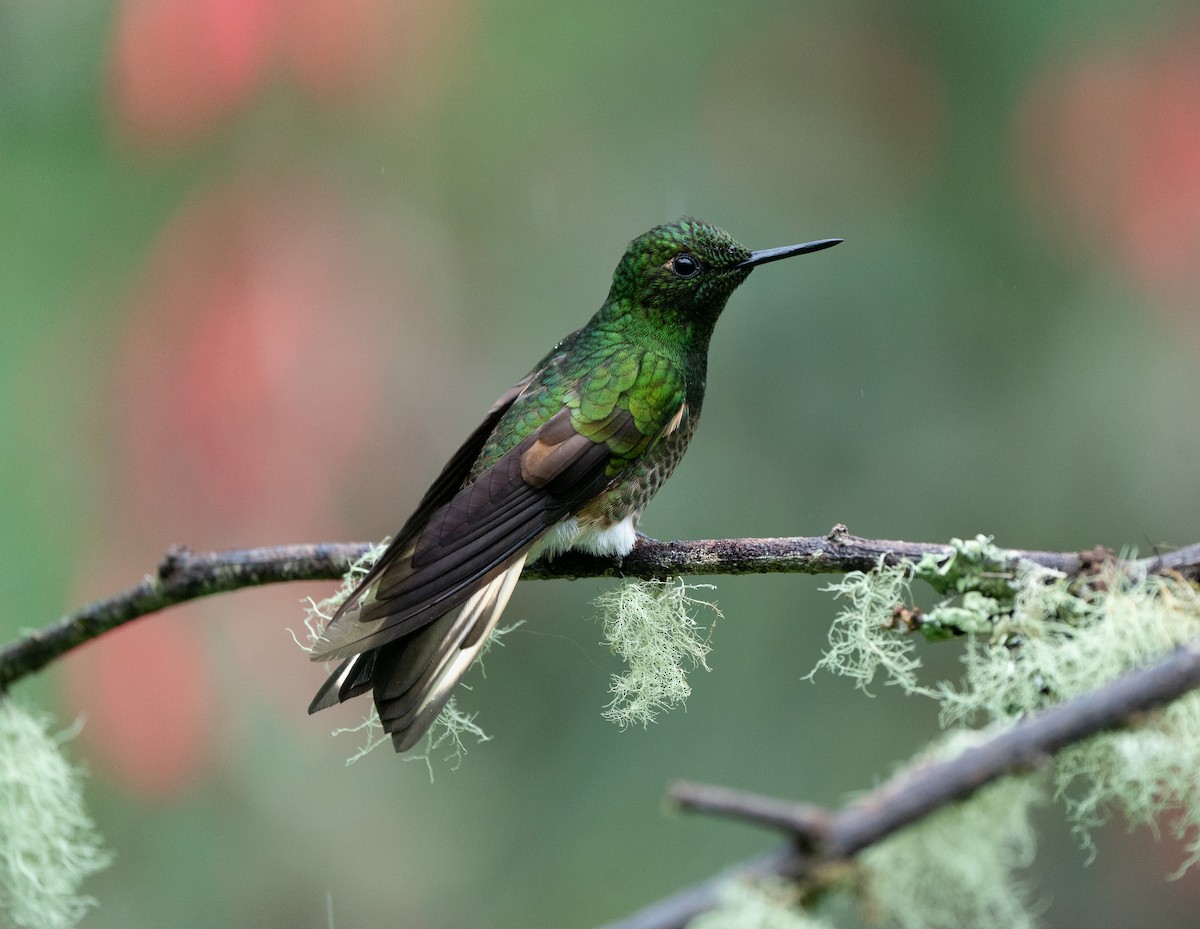 Buff-tailed Coronet - ML624445272