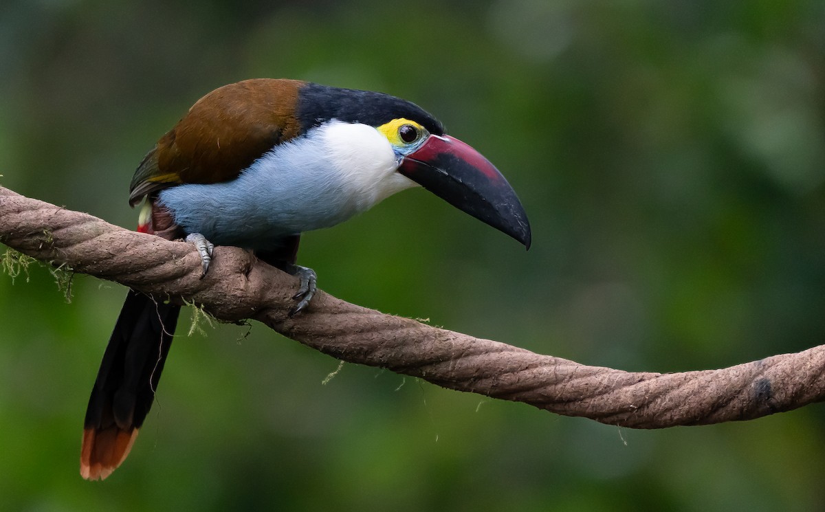 Black-billed Mountain-Toucan - ML624445385