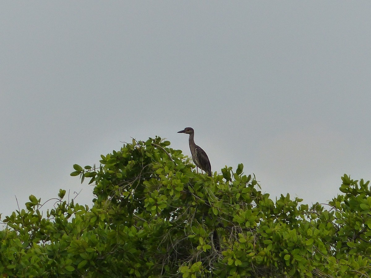 Yellow-crowned Night Heron - ML62444561