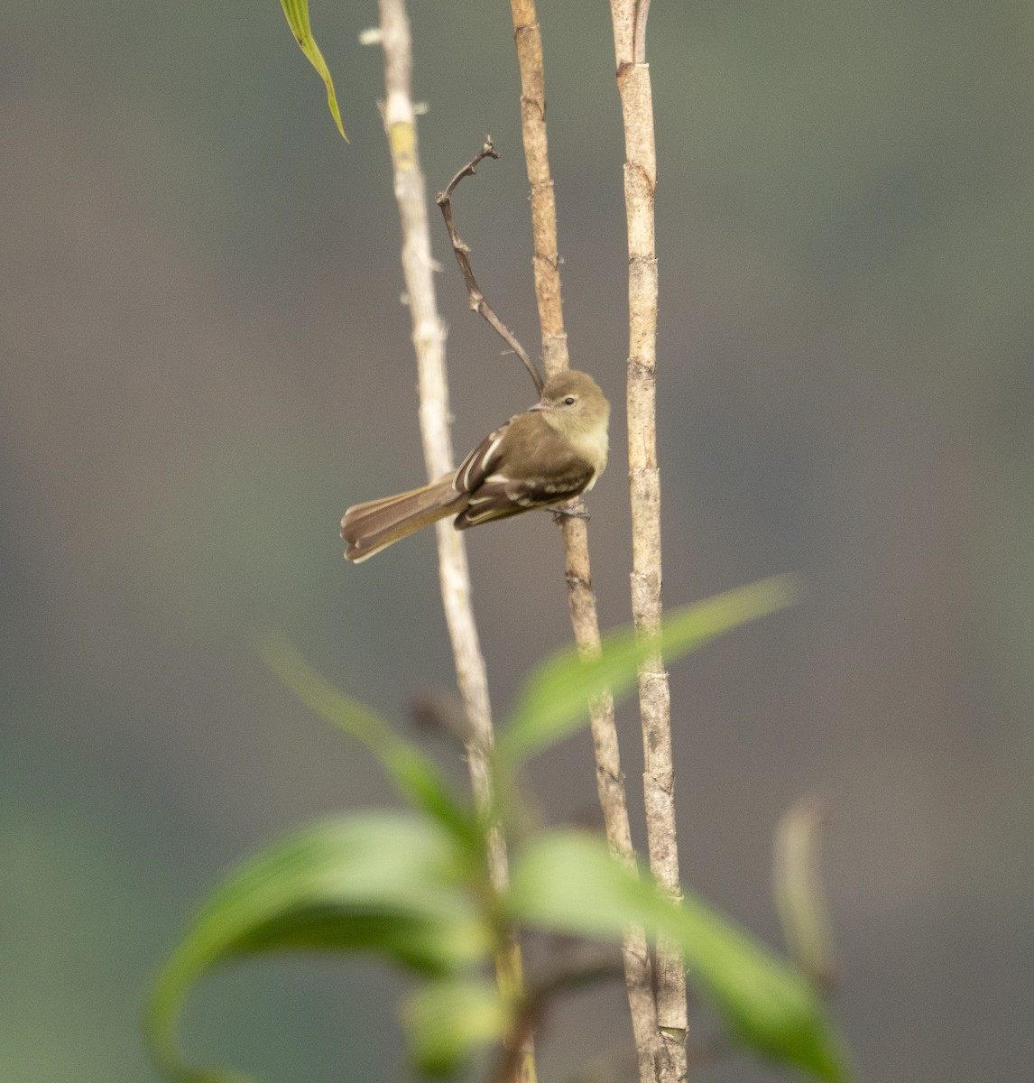 Highland Elaenia - Brian Zylich