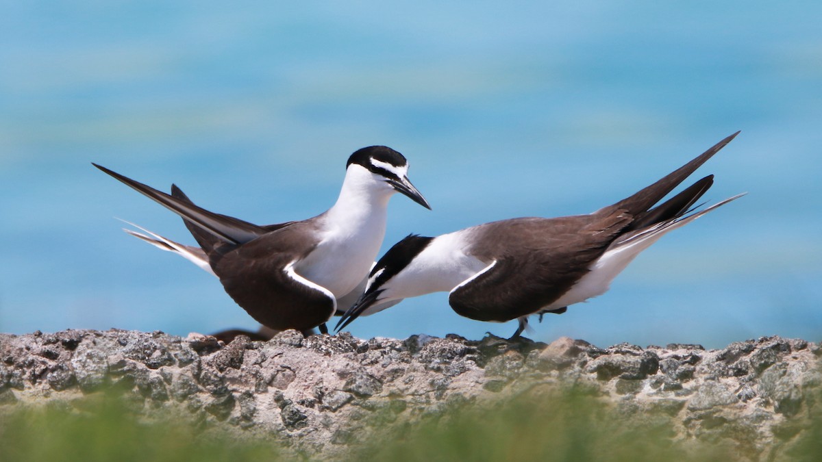 Sooty Tern - Wen & Steve Rockoff