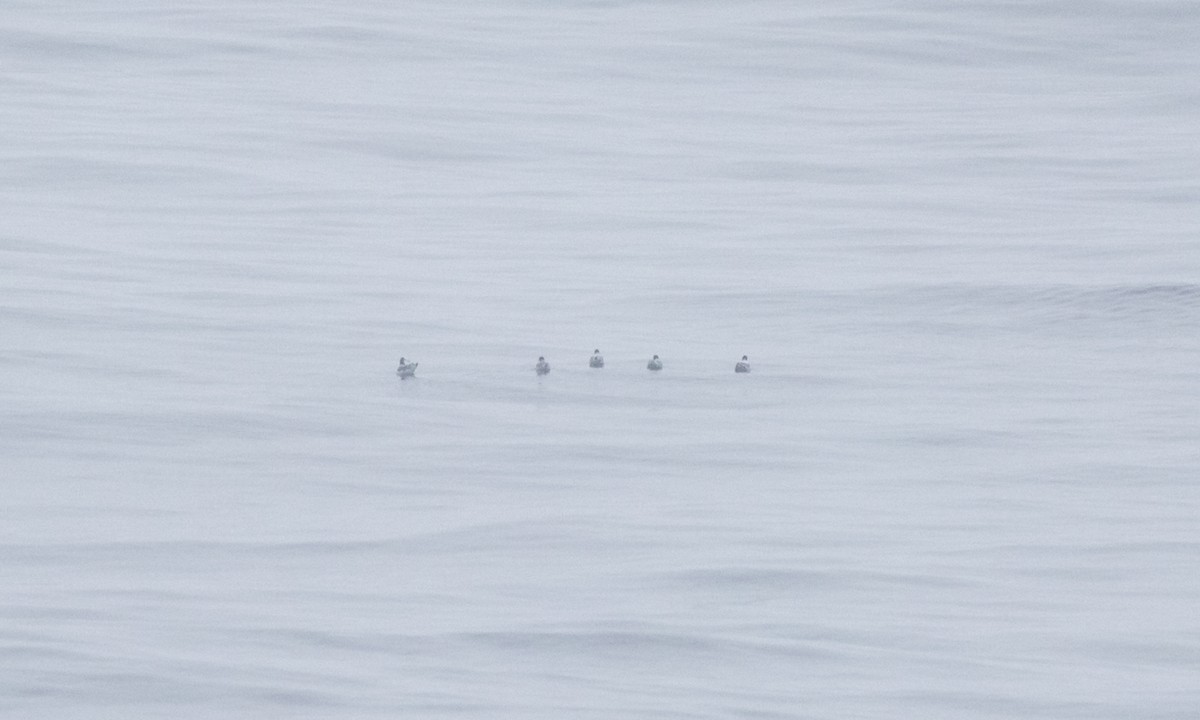 クビワカモメ - ML624445752