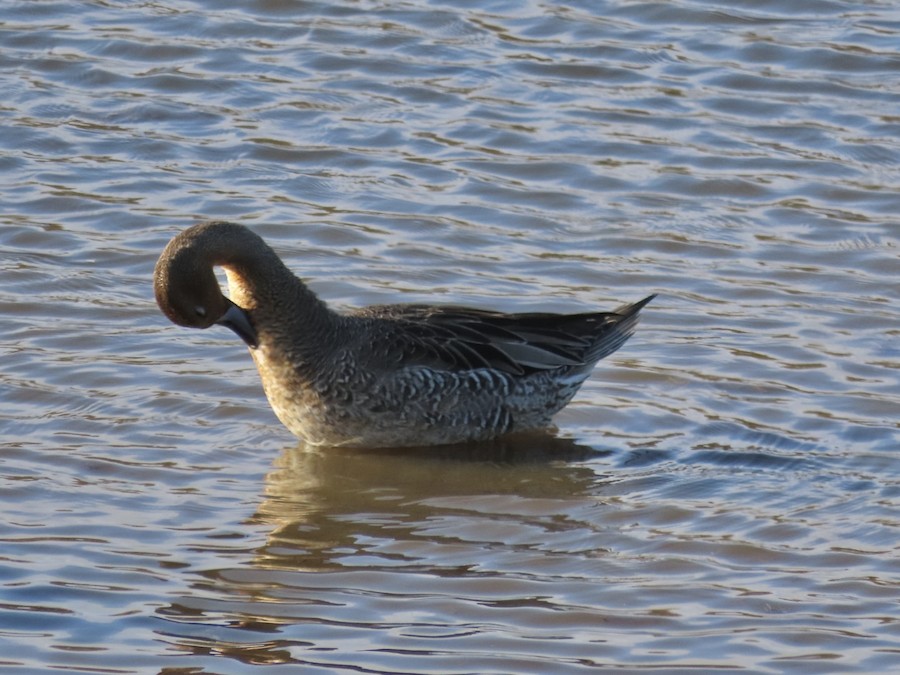 Northern Pintail - Ruth Bergstrom
