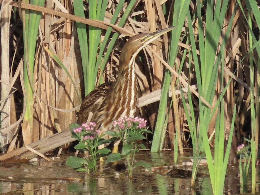 American Bittern - Ruth Bergstrom