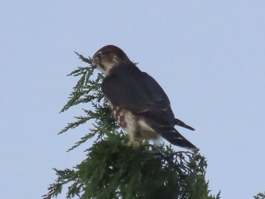 Merlin - Ruth Bergstrom