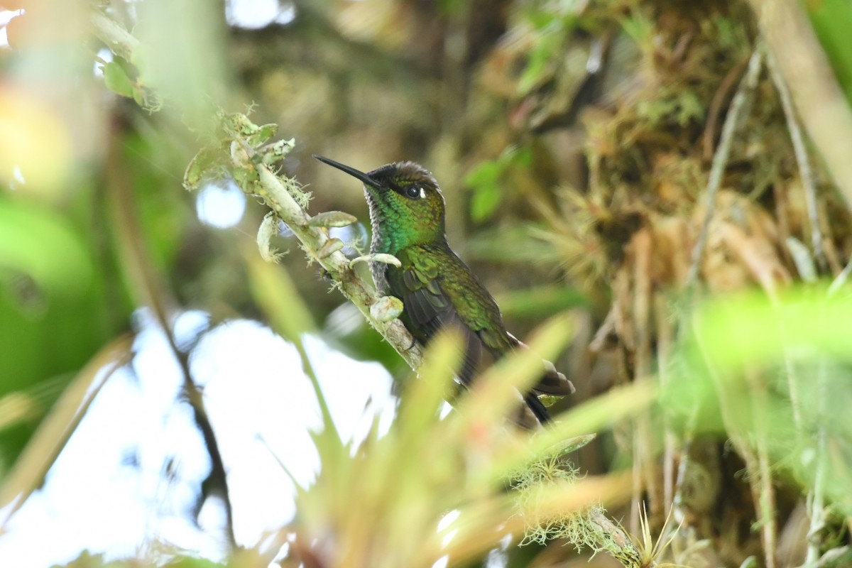 Violet-fronted Brilliant - ML624445873