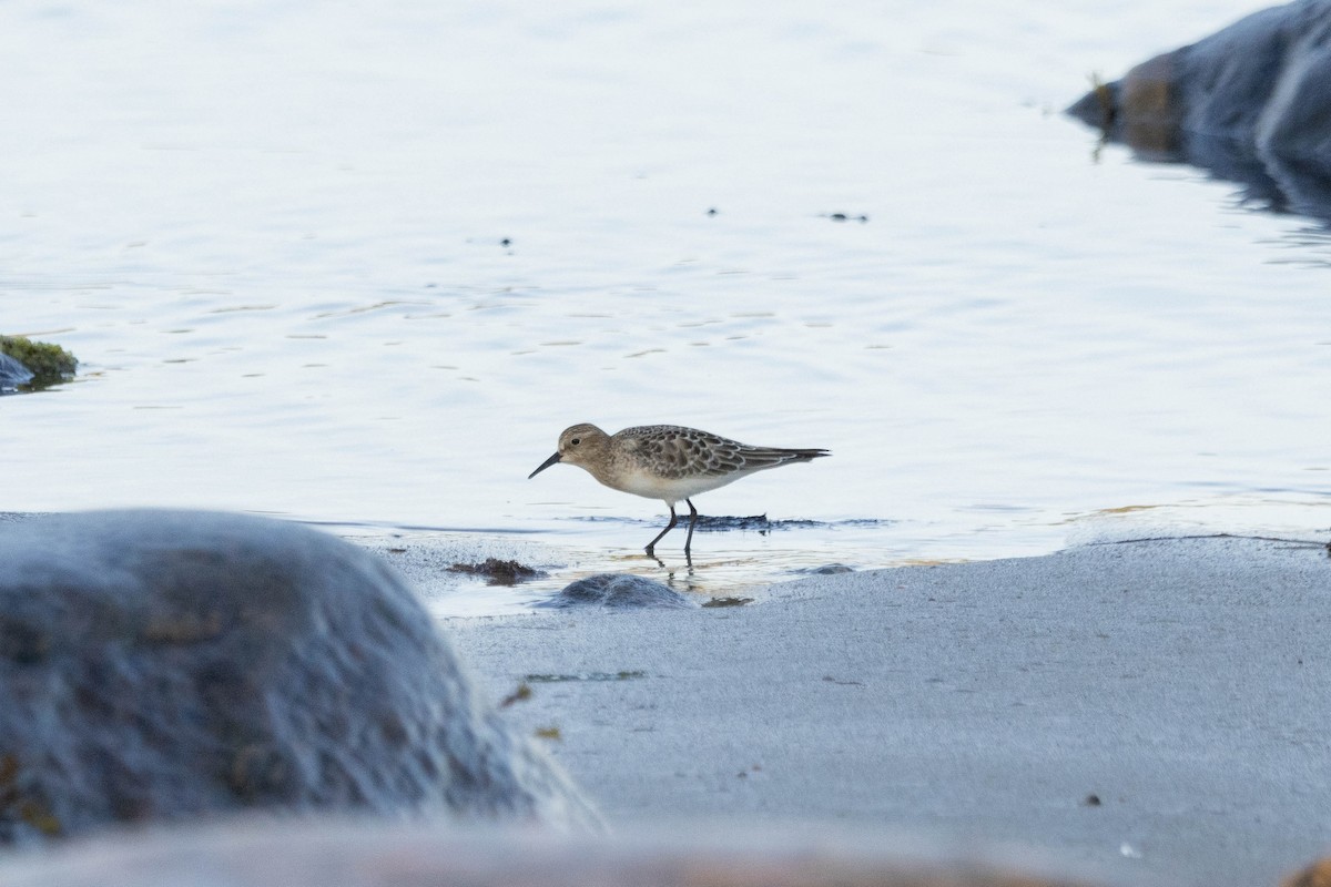 Baird's Sandpiper - ML624446118