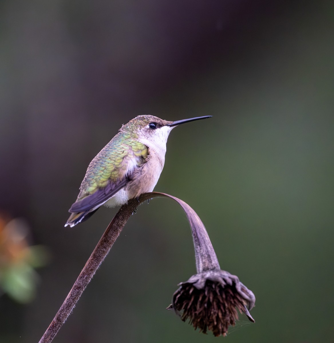 Ruby-throated Hummingbird - ML624446234