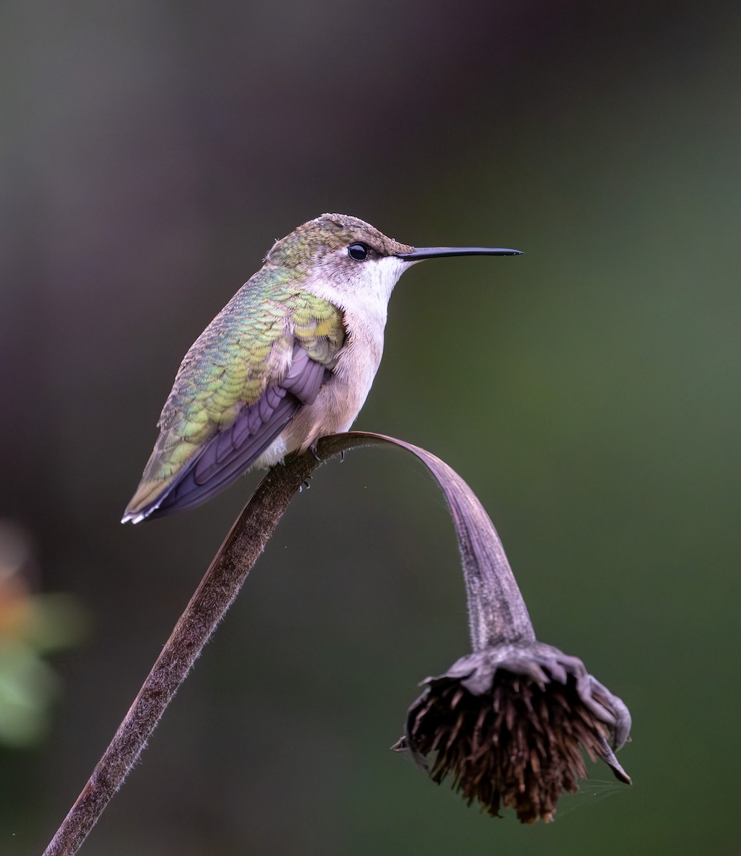 Ruby-throated Hummingbird - ML624446235