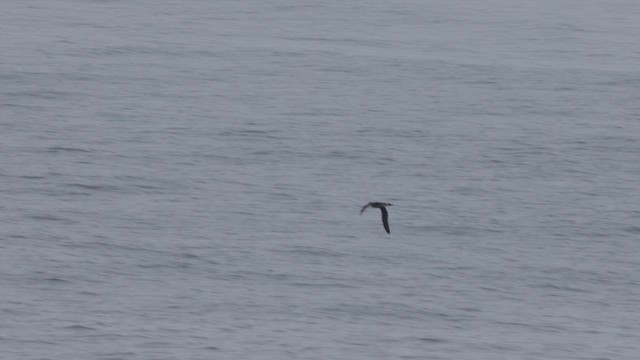 Black-footed Albatross - ML624446349