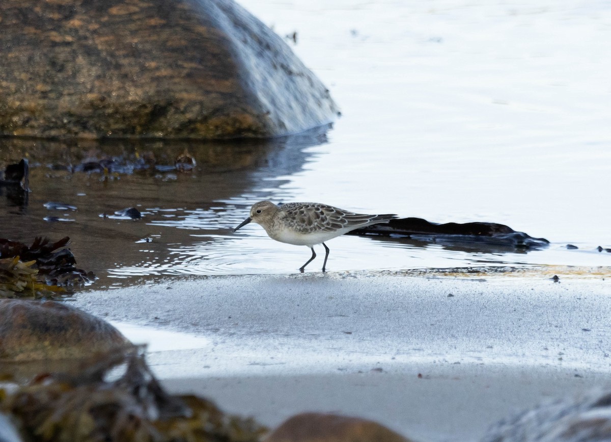 Baird's Sandpiper - ML624446357