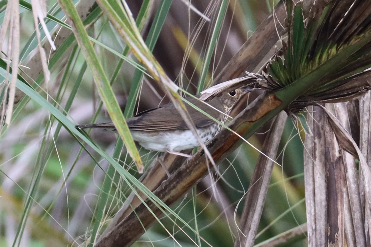 Swainson's Thrush - Robert Stewart