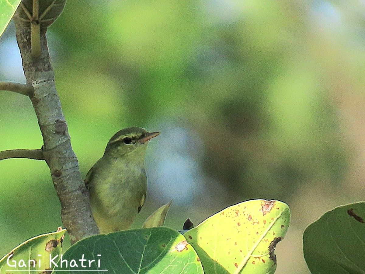 Green Warbler - ML624446625