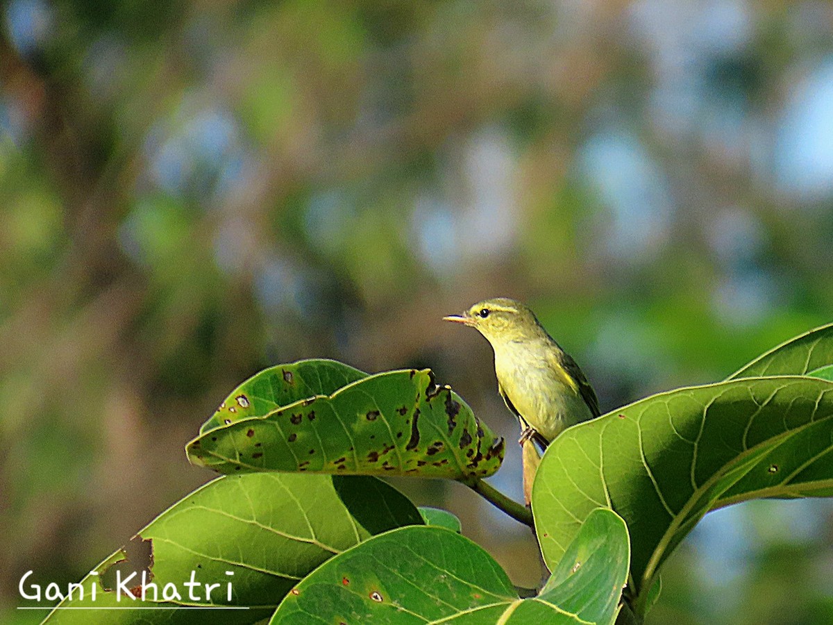 Green Warbler - gani Khatri