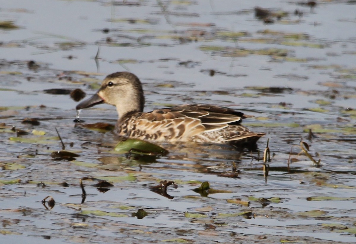 Blue-winged Teal - ML624446634