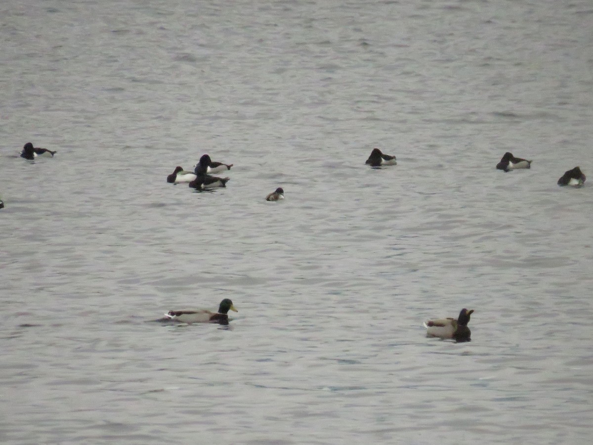 Lesser Scaup - Parker S