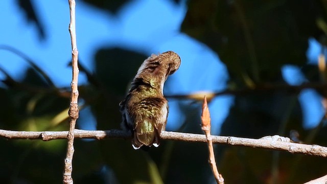 Black-chinned Hummingbird - ML624446817