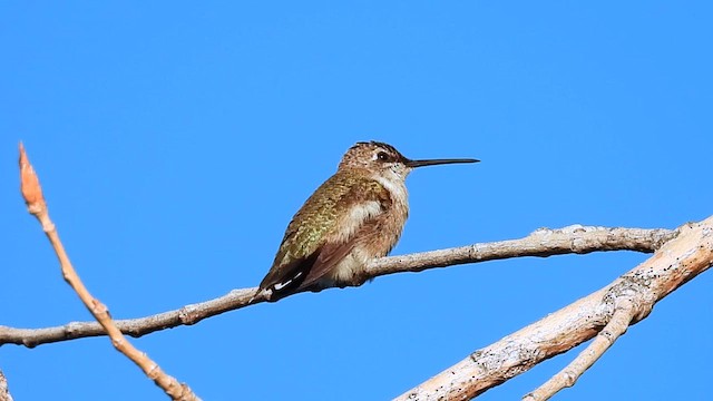 Black-chinned Hummingbird - ML624446823