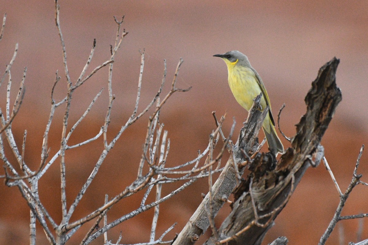 Gray-headed Honeyeater - ML624446833