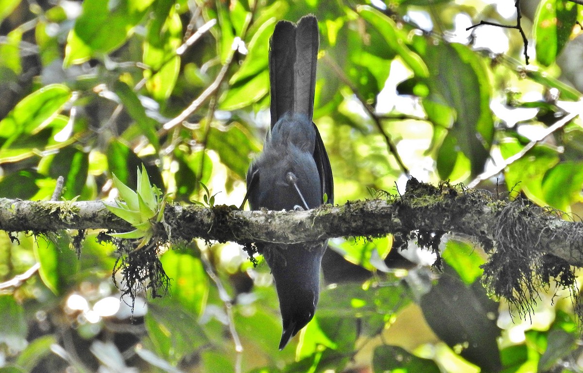 Black-throated Jay - ML624446897