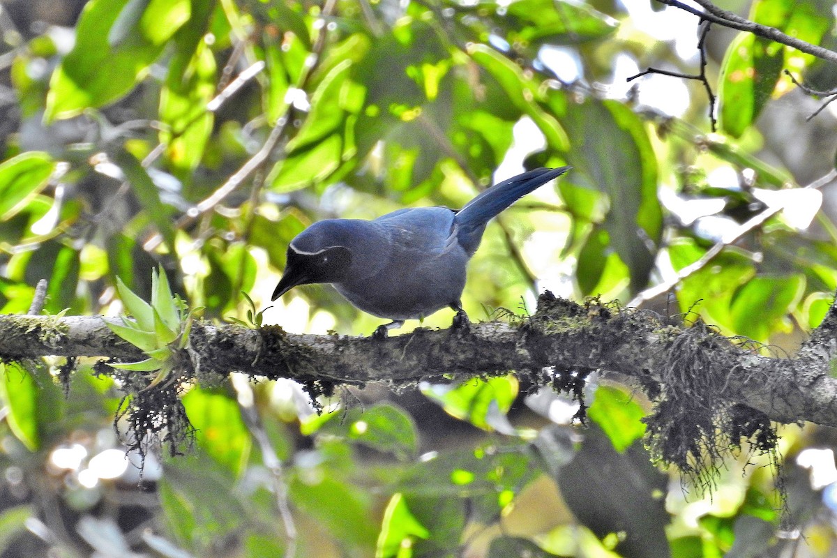 Black-throated Jay - ML624446898