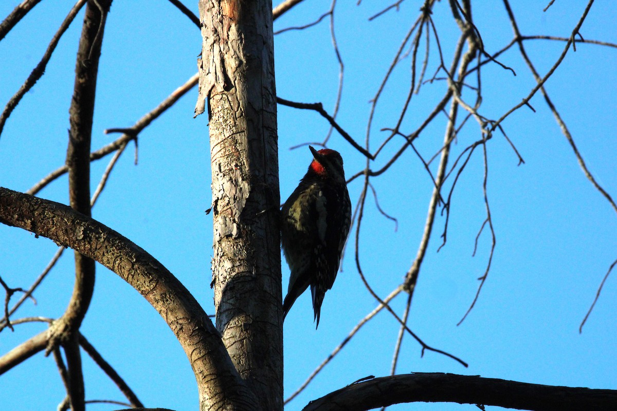 נקר צהוב-בטן - ML624446939