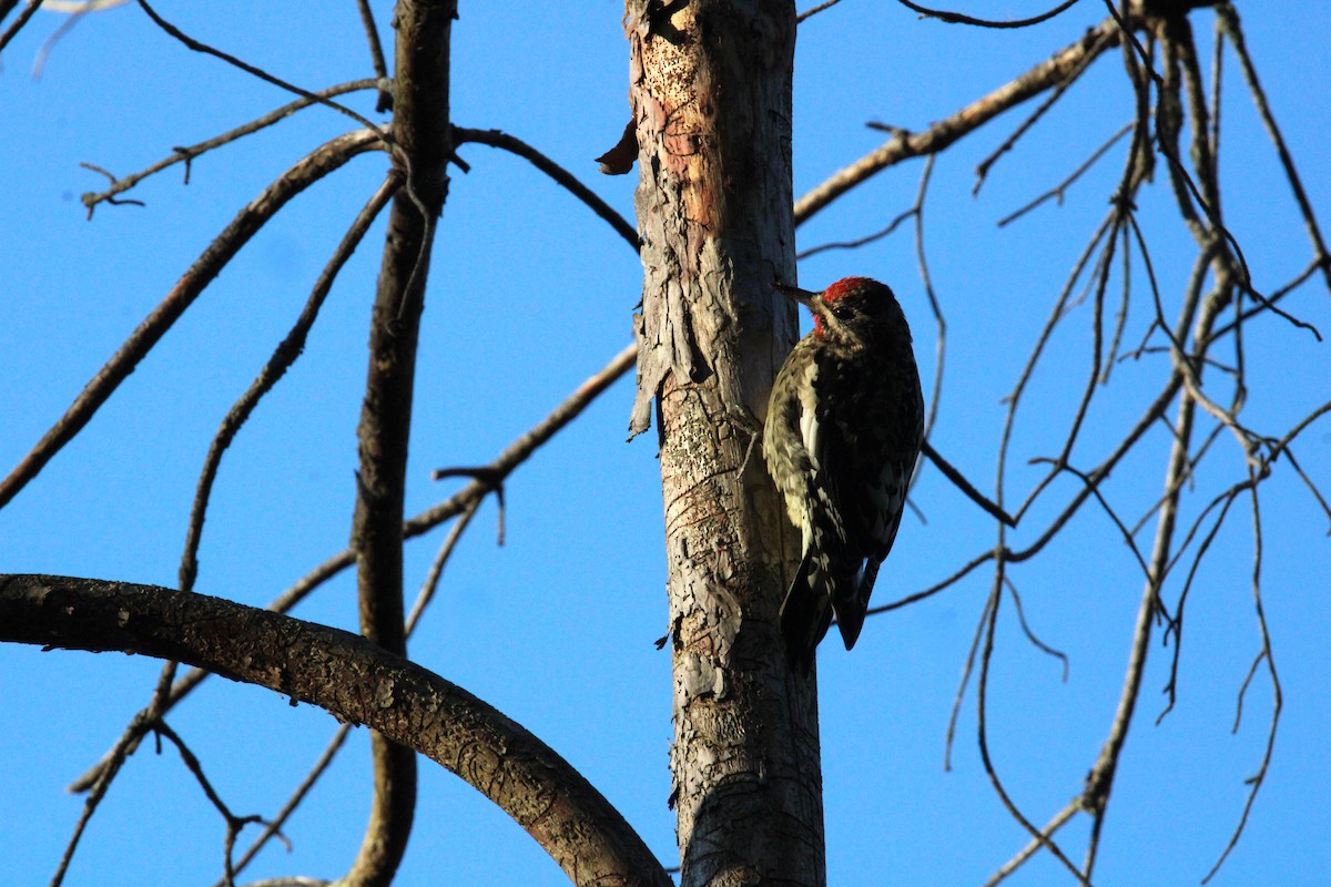 נקר צהוב-בטן - ML624446943