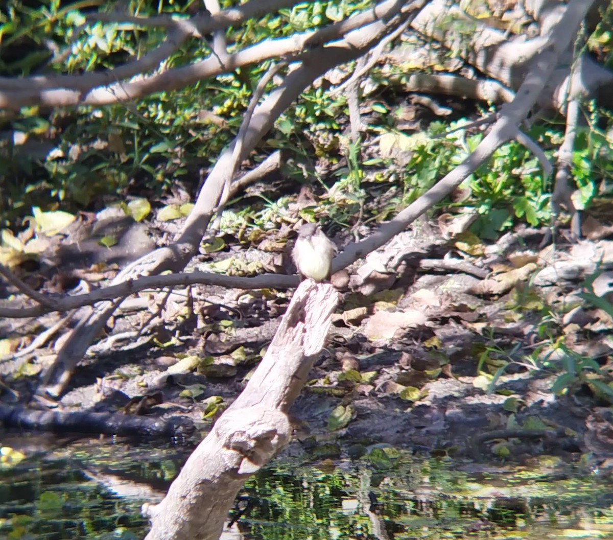 Eastern Phoebe - ML624447048