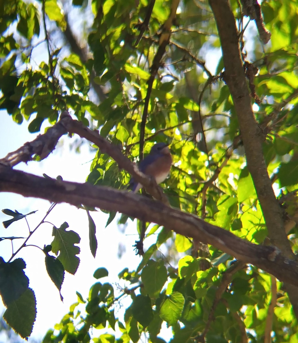 Eastern Bluebird - ML624447049