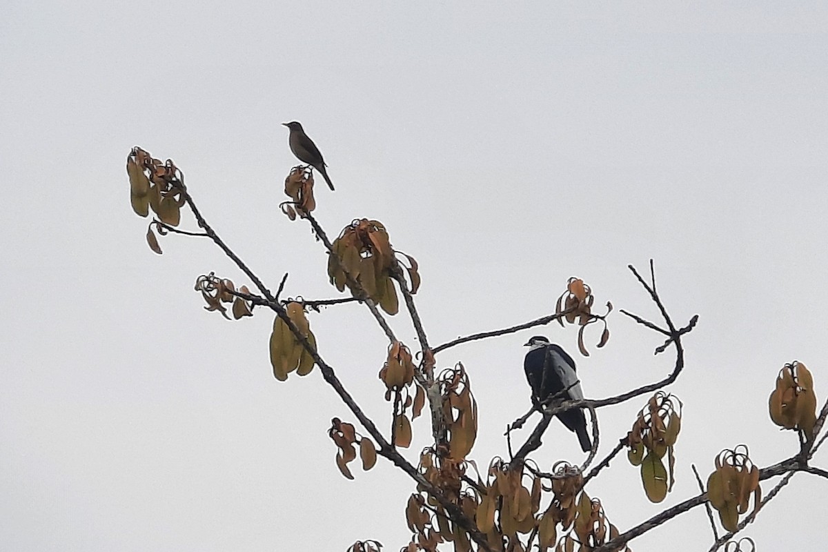 Lawrence's Thrush - ML624447082