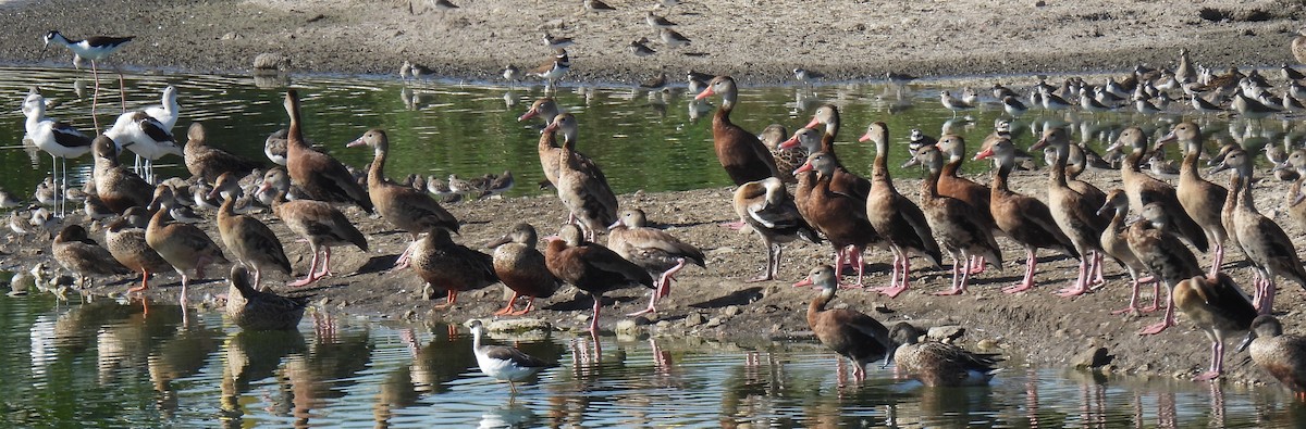 Black-bellied Whistling-Duck - ML624447086