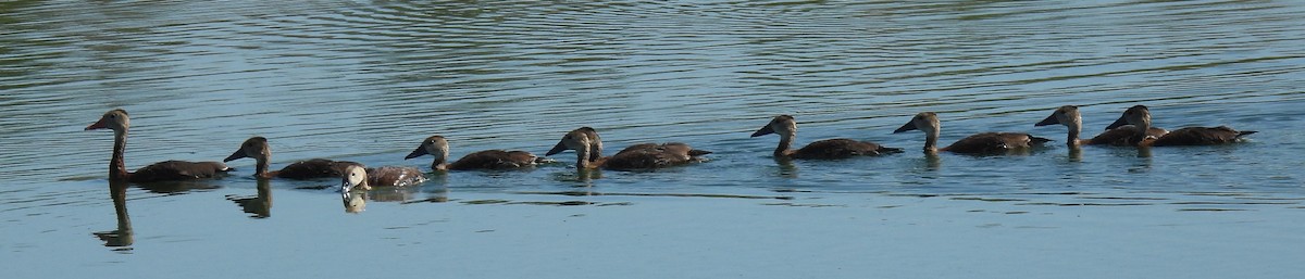 Black-bellied Whistling-Duck - ML624447111