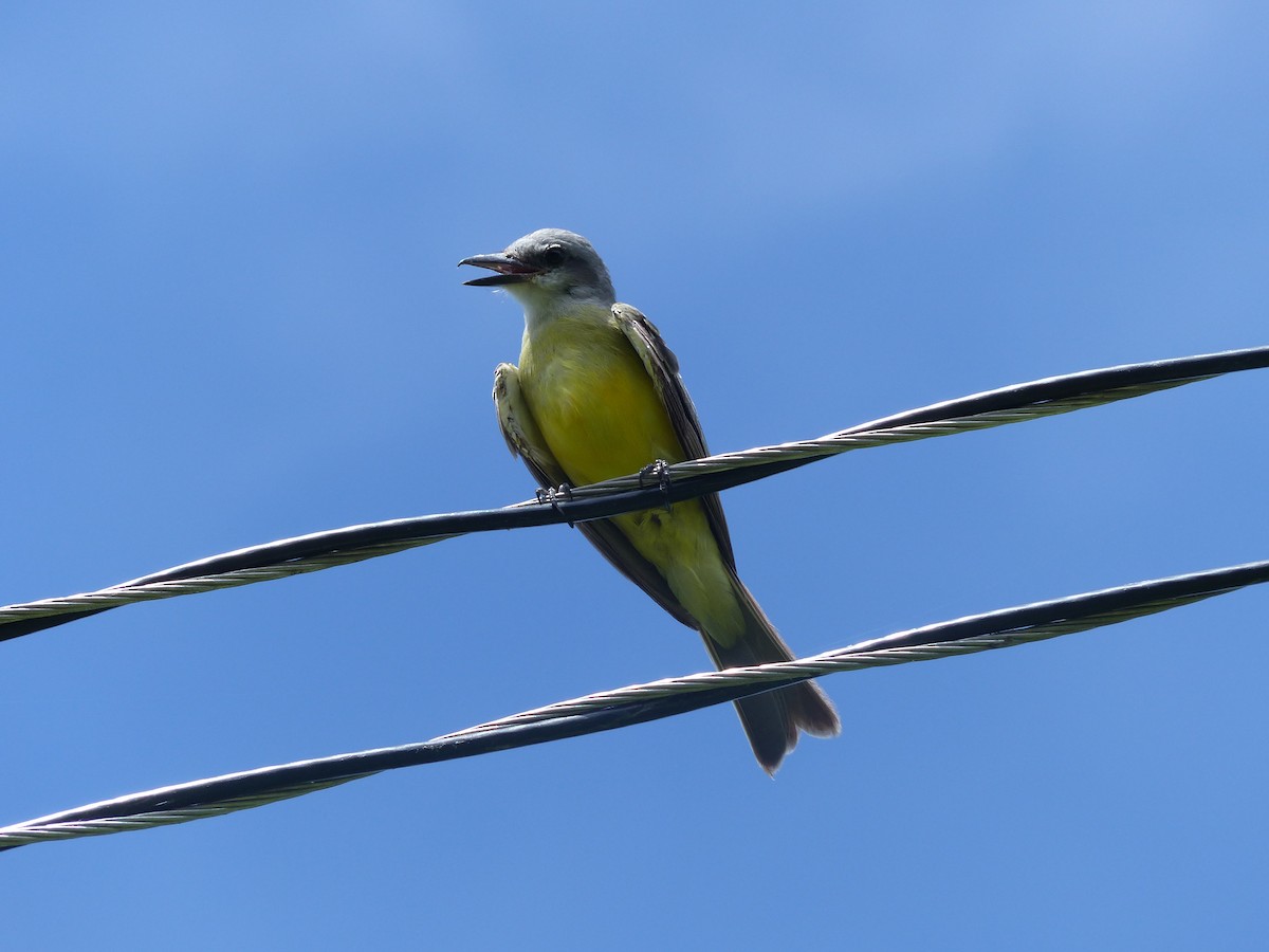 Tropical Kingbird - ML62444741