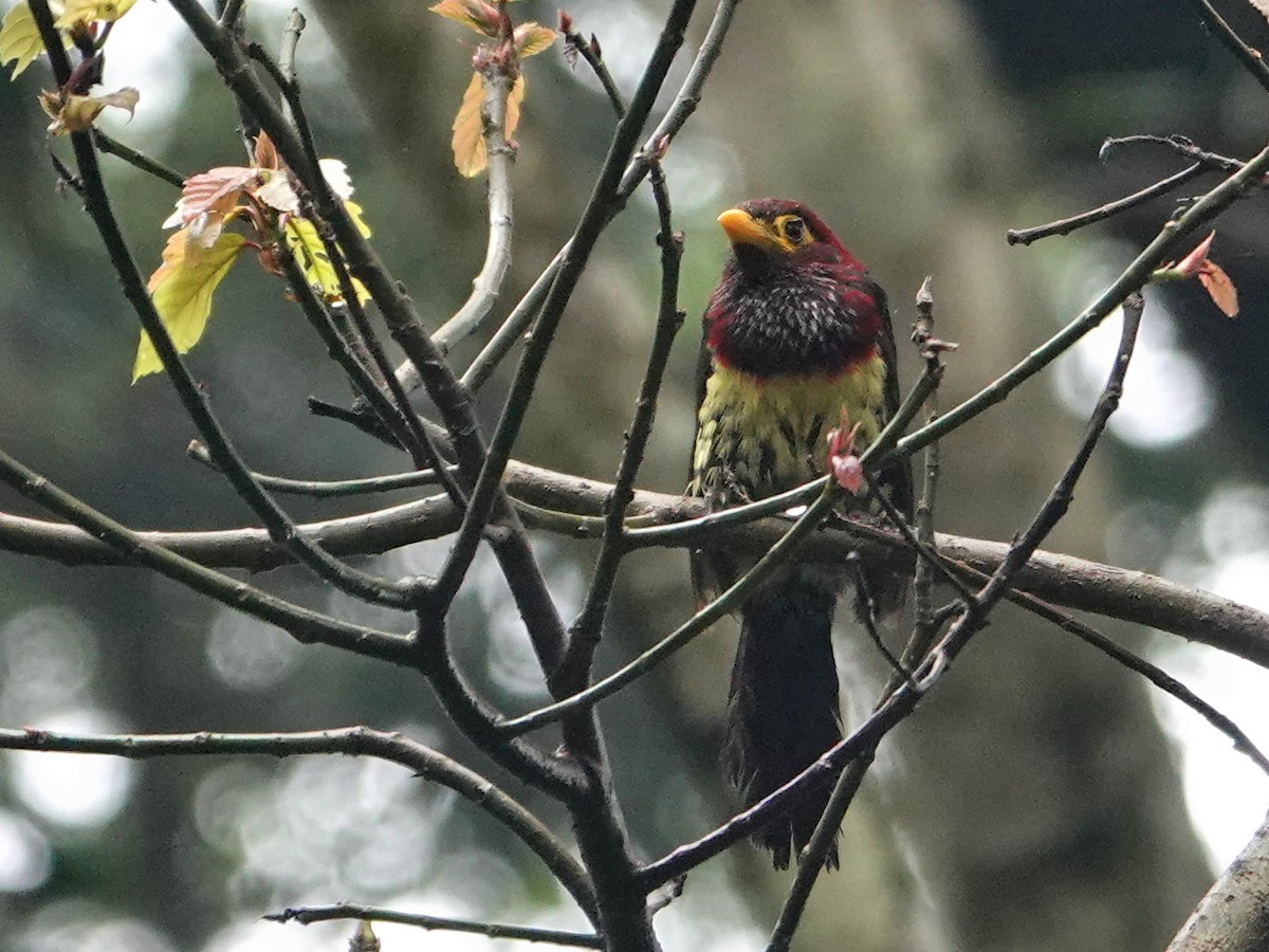 Yellow-billed Barbet - ML624447559