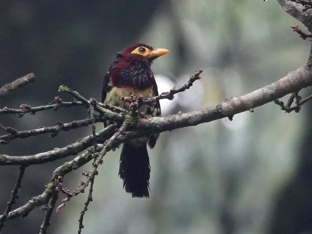 Yellow-billed Barbet - ML624447560