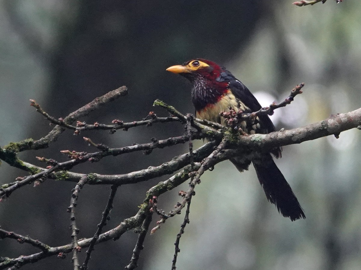 Yellow-billed Barbet - ML624447561