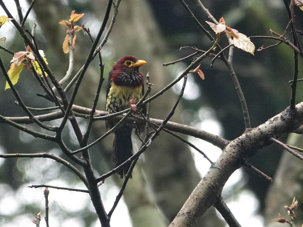 Yellow-billed Barbet - ML624447562