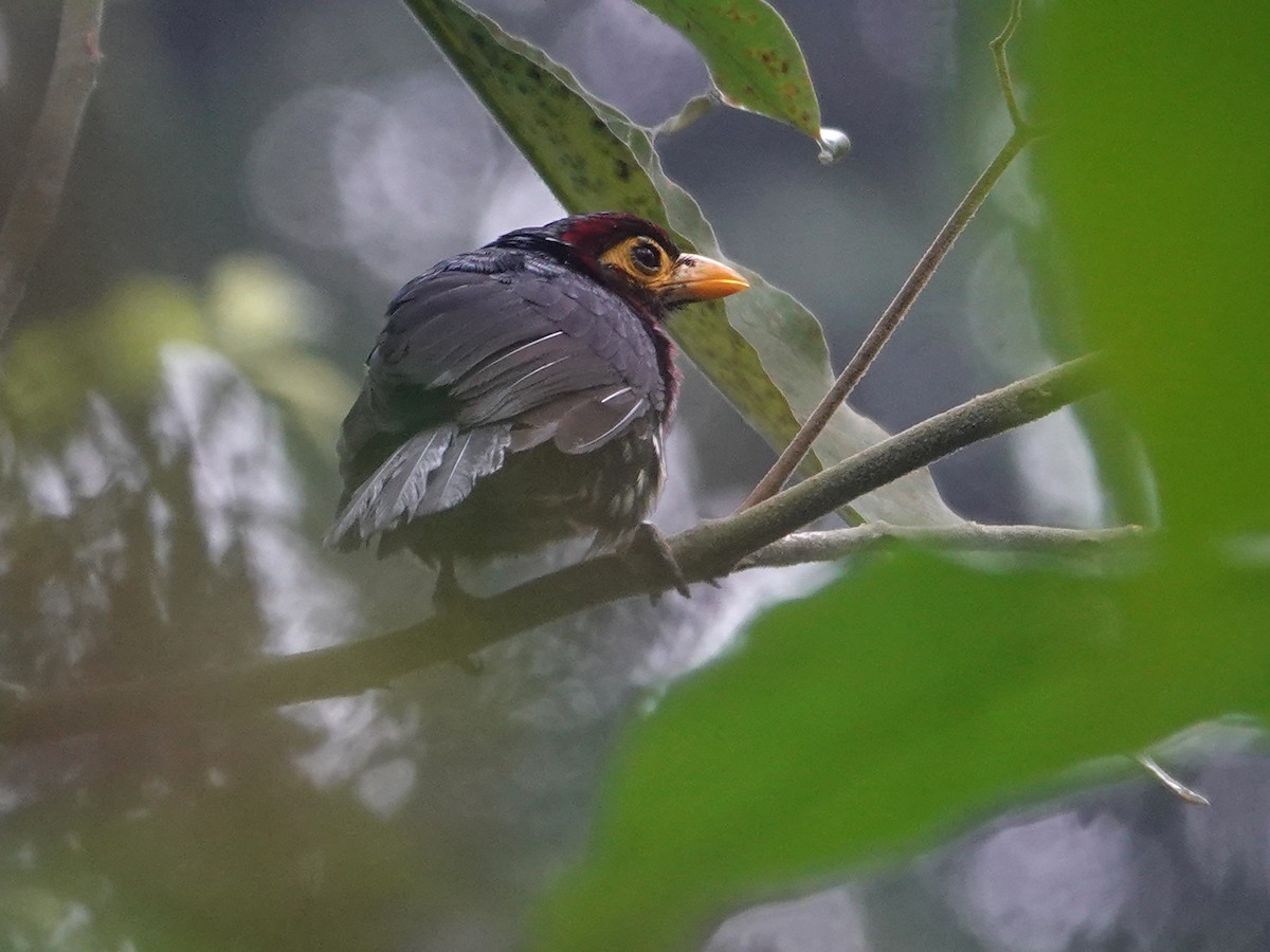 Yellow-billed Barbet - ML624447563