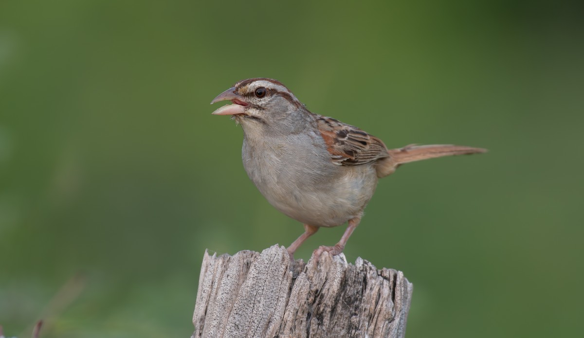 Cinnamon-tailed Sparrow - ML624447771